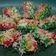 Cooksnap dari Niken untuk resep Lapis singkong pelangi