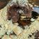 Cooksnap dari Fii untuk resep Choco lava