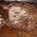 El cooksnap de jennifer Alberti cuando hizo Pernil al horno o leña.