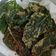 Cooksnap dari 𝐊𝐮𝐤𝐢𝐧𝐠𝐙𝐞𝐳𝐞𝐞. untuk resep Kripik Bayam Renyah