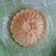 Cooksnap dari nia untuk resep Pancake tanpa telur anti gagal