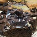 El cooksnap de Lucila Viera cuando hizo Brownie con nueces.