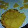 Cooksnap dari Bitta Ikarani untuk resep Pancake Green tea