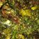 Cooksnap dari Dee NADHA untuk resep Lele sambalado ijo with pete