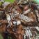 Cooksnap dari reni titania untuk resep Kepiting saos tiram / Asam manis pedas