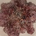 Cooksnap dari Ratnawati untuk resep Korean Spicy Chicken Wings