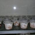 Cooksnap dari Chintya Tea untuk resep Puding Mozaik cup
