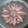 Cooksnap dari kimberly avril untuk resep Silky Guava Milk Pudding