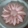Cooksnap dari kimberly avril untuk resep Silky Guava Milk Pudding