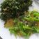 Cooksnap dari Stevian San untuk resep Kailan 2 Rasa