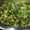 El cooksnap de Juangui Jordán cuando hizo Palak paneer.