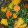 Cooksnap dari chipow untuk resep Sayur Bening Bayam