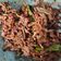 Cooksnap dari inuy untuk resep Daging Suwir (Stok Ramadhan)