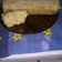 El cooksnap de Ame Prusso cuando hizo Budín de limón con glacé.