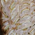 El cooksnap de gabiguty cuando hizo Torta de manzana rapidita!!!.