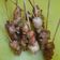 Cooksnap dari Dapur_Laki untuk resep Sate Ayam Ponorogo