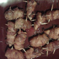 dustinapack66's cooksnap of when they made OMG Chicken Bacon Roll Ups.