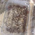 کوک اسنپ Mobina بعد از امتحان کردن دنت شکلاتی🍫.