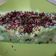 Cooksnap dari Mam Her'lyn Montiek untuk resep Bolu pandan keju kukus (tanpa telur tanpa mixer)