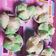 Cooksnap dari Rini arjuna untuk resep Bolu kukus Mekar. Bahan Ekonomi, simpel, anti gagal. All in 1