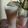 Cooksnap dari Sakina Kitchen untuk resep Lychee Milk Tea