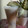 Cooksnap dari Sakina Kitchen untuk resep Lychee Milk Tea