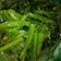 Cooksnap dari Dasyanda untuk resep Tumis Kangkung Terasi