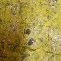 Bina Samir Telivala's cooksnap of when they made Protein Rich Sprouted Moong Dhokla Recipe.