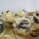 Cooksnap dari Raesy Naeviagara untuk resep Cheesecake lumer