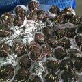 Cooksnap dari Sari Setiorini untuk resep Bola-bola coklat