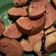 Cooksnap dari Vina Yusuf untuk resep Pukis Gluten Free