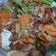 Cooksnap dari Rully Andrianto untuk resep Cap Jay Goreng