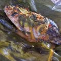 Cooksnap dari Princes Biru untuk resep Pepes ikan bandeng