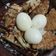 Cooksnap dari Dian Purnama untuk resep 1008. Pecel Terong Kuah Santan (bumbu mentah)