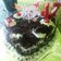 Cooksnap dari Lia Lia untuk resep Blackforest kukus ala ny.liem