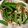ＳｈｕＣｈｅｎ Ｗｕ 的 香菇清炒甜豆菜 cooksnap