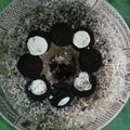 Cooksnap dari Jihan Alhasanah untuk resep Puding jasuke (pengganti cake ulang tahun)