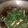 Cooksnap dari Munasoleh0911 untuk resep TUMIS DAUN SINGKONG TERI PEDAS