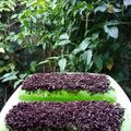Cooksnap dari Delyla Adjam untuk resep Bolu pandan kukus