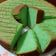 Cooksnap dari Ummy ulfa untuk resep Bolu Pandan Fiber Creme