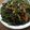 Hsiao Cathy 的 涼拌海帶絲（素） cooksnap