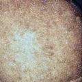 El cooksnap de Natalia Lasalandra cuando hizo Tarta de coco y dulce de leche.