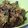Cooksnap dari Lesty Vianda untuk resep Belut Goreng Cabe Hijau