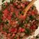 El cooksnap de marti cuando hizo Pebre.