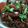 Cooksnap dari Windy Kirei untuk resep Semur Iga Sapi