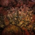 صورة من مطبخ دلولة 😘، شاركها بعد تجربة وصفة الكسكسي التونسي باللحم و العصبان🍲