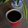 Cooksnap Mardiana Jaafar semasa beliau membuat Kopi.