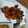 Cooksnap dari Arienda untuk resep Ayam Cabai Kering