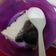 Cooksnap dari Ging Ging untuk resep Puding Oreo