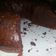 El cooksnap de Andy cuando hizo Muffins veganos de chocolate y café.